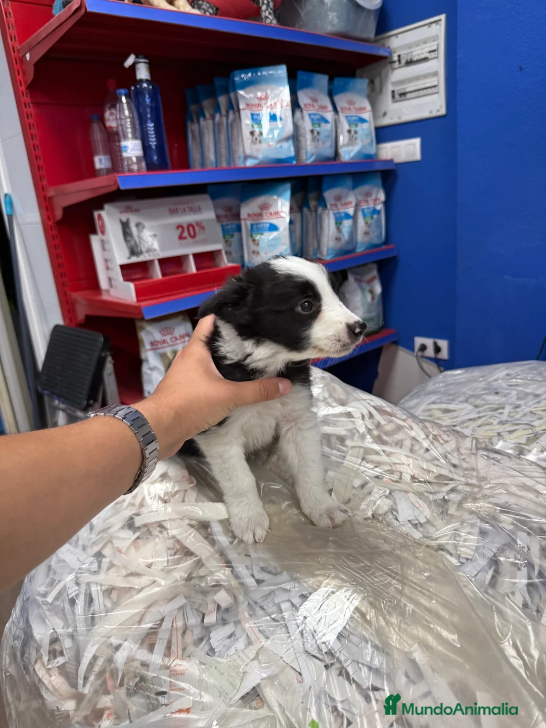 Border Collie perros en venta: Border collie 450€ PRECIO REAL  - Anuncio 3