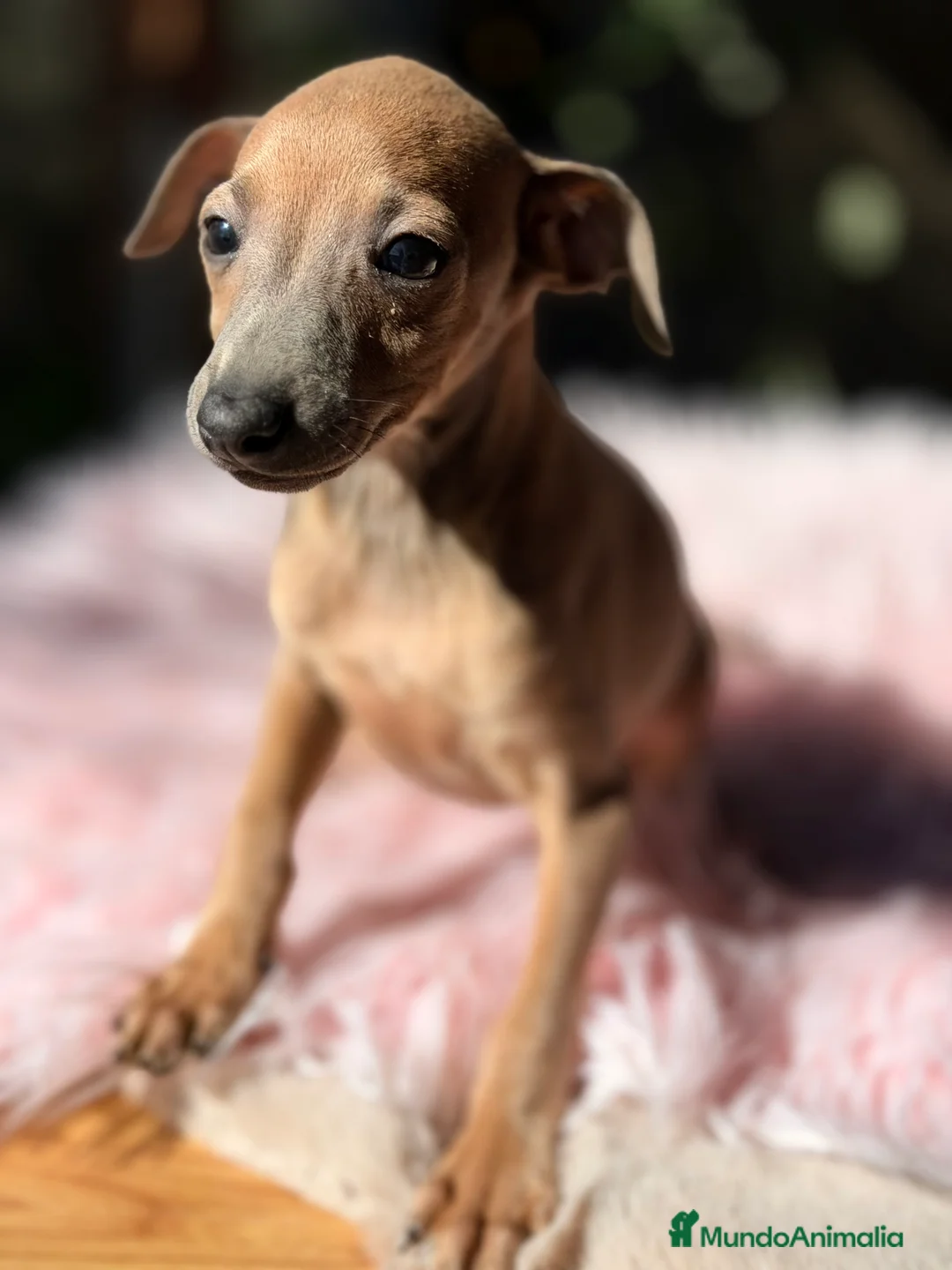Pequeño Lebrel Italiano perros en venta: Piccolo Isabella  - Anuncio 5