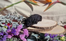 Caniche Toy perros en venta: Preciosos caniches phantom  - Anuncio 5