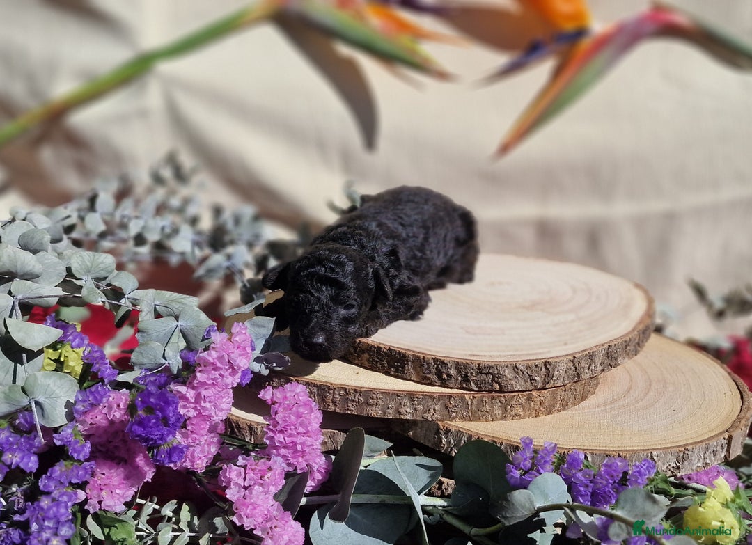 Caniche Toy perros en venta: Preciosos caniches phantom  - Anuncio 5