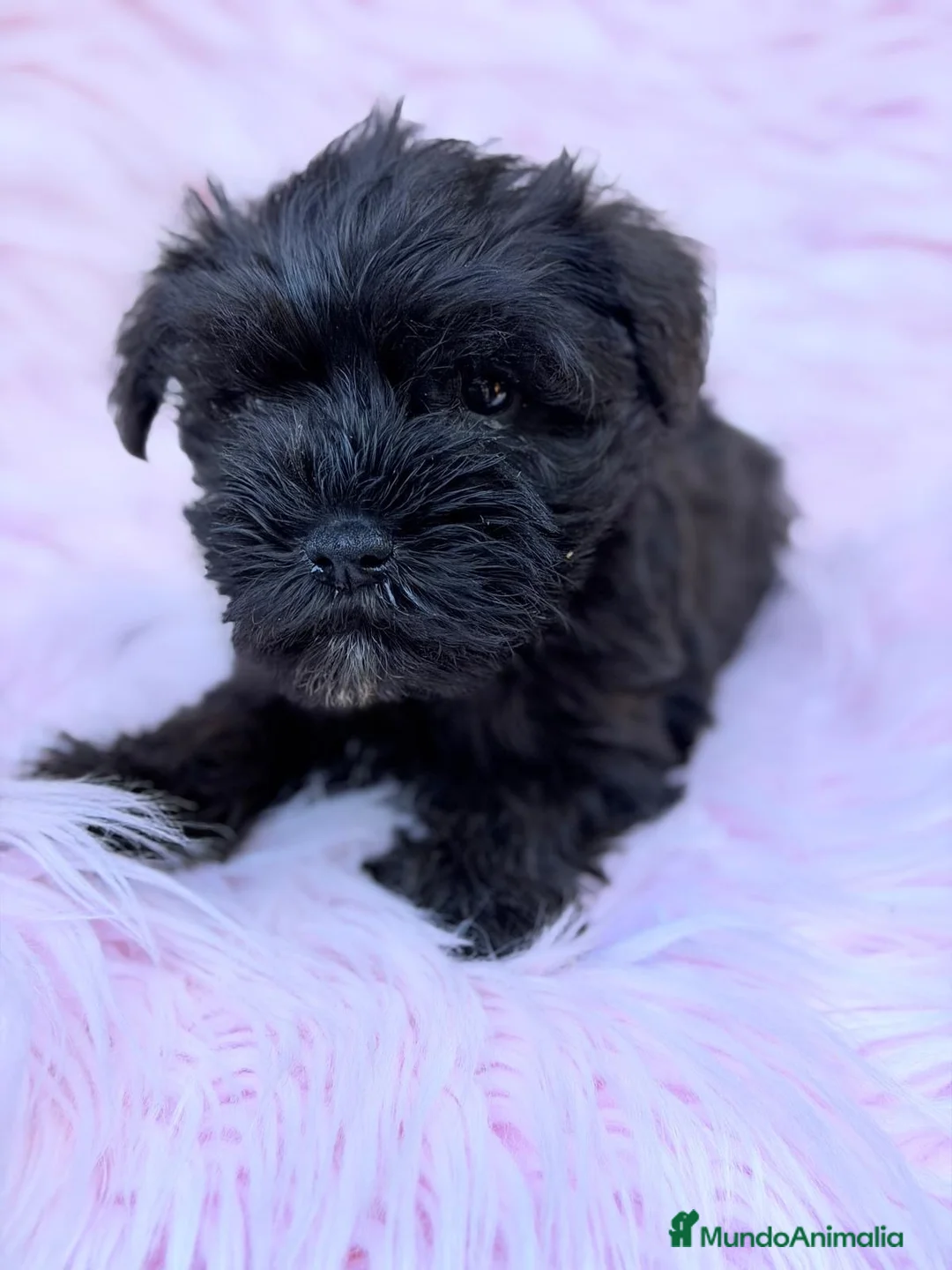 Schnauzer Miniatura perros en venta: Preciosos schnauzer 🐾 - Anuncio 2