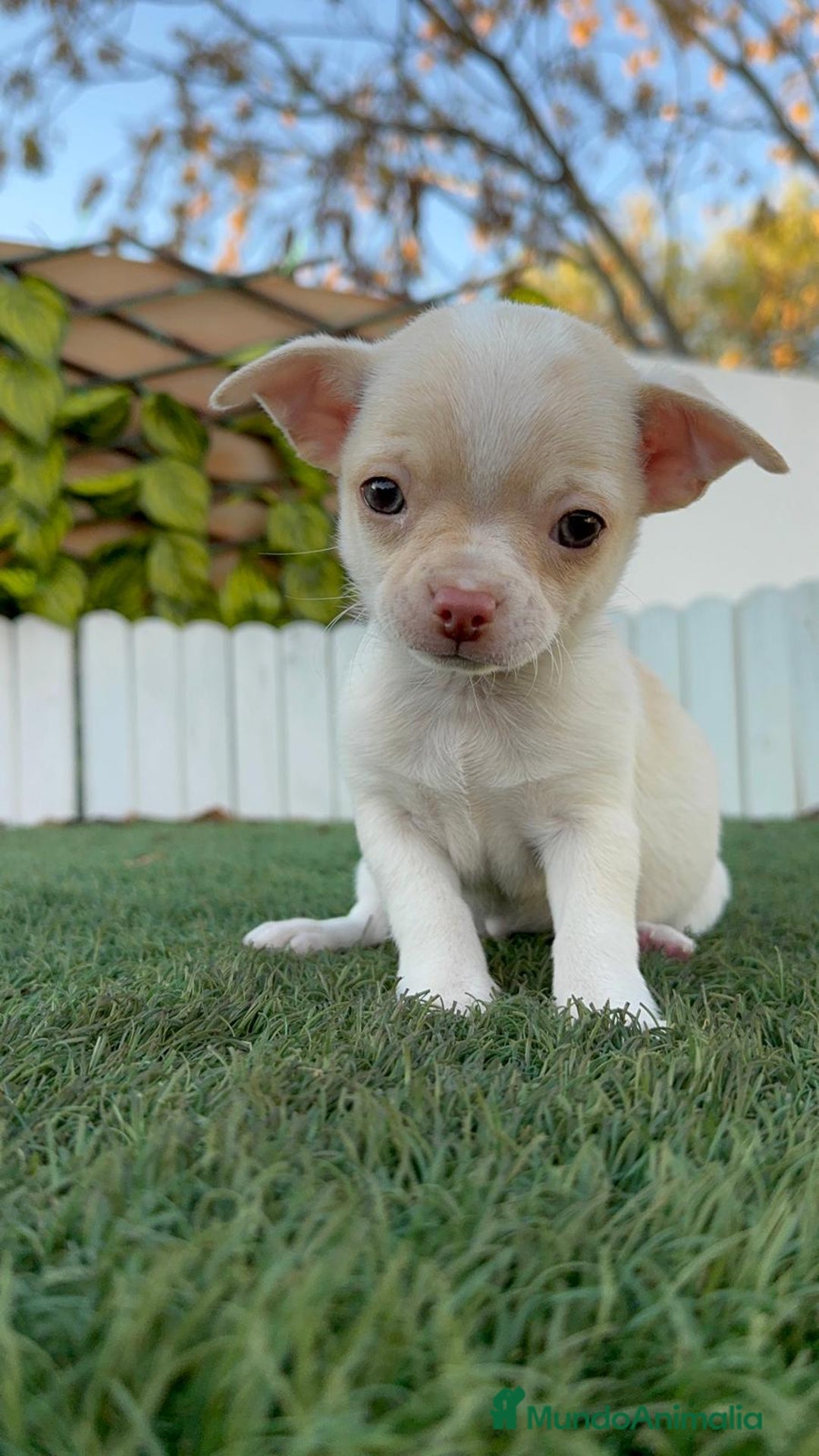 Chihuahua perros en venta: CHIHUAHUA MACHO - Anuncio 4
