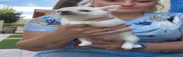 Chihuahua perros en venta: Precioso macho chihuahua blanco - Anuncio 3