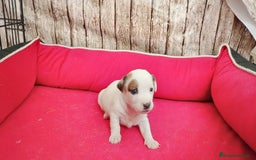 Jack Russell Terrier perros en venta: Jack Russell  - Imagen 3