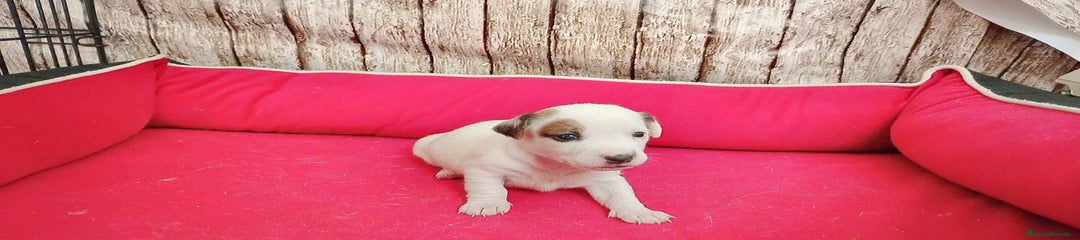 Jack Russell Terrier Cachorro 2
