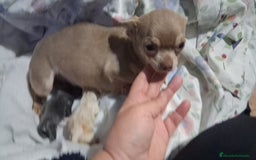 Chihuahua perros en venta: Parejita de chihuahua crema y otro azul - Anuncio 4