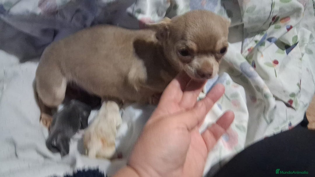 Chihuahua perros en venta: Parejita de chihuahua crema y otro azul - Anuncio 4