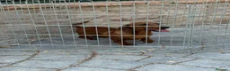 Teckel Miniatura perros en venta: Cachorro teckel - Anuncio 2