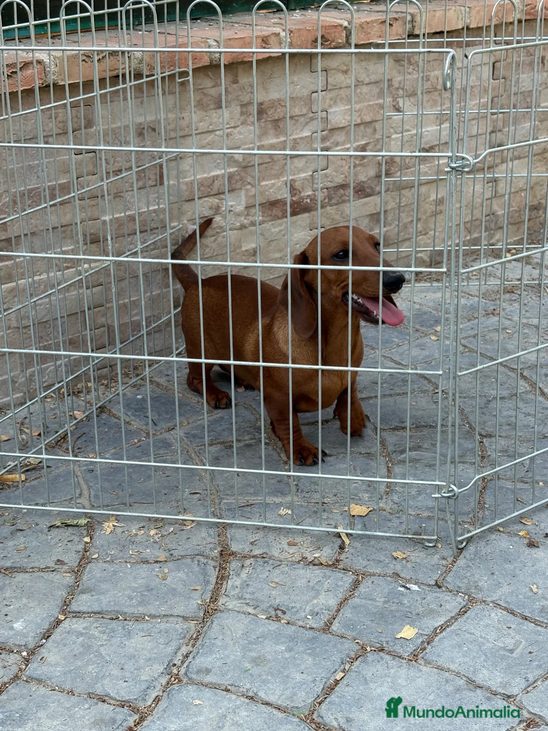 Teckel Miniatura perros en venta: Cachorro teckel - Anuncio 2