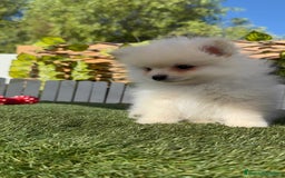 Pomerania perros en venta: POMERANIA MACHO - Imagen 7