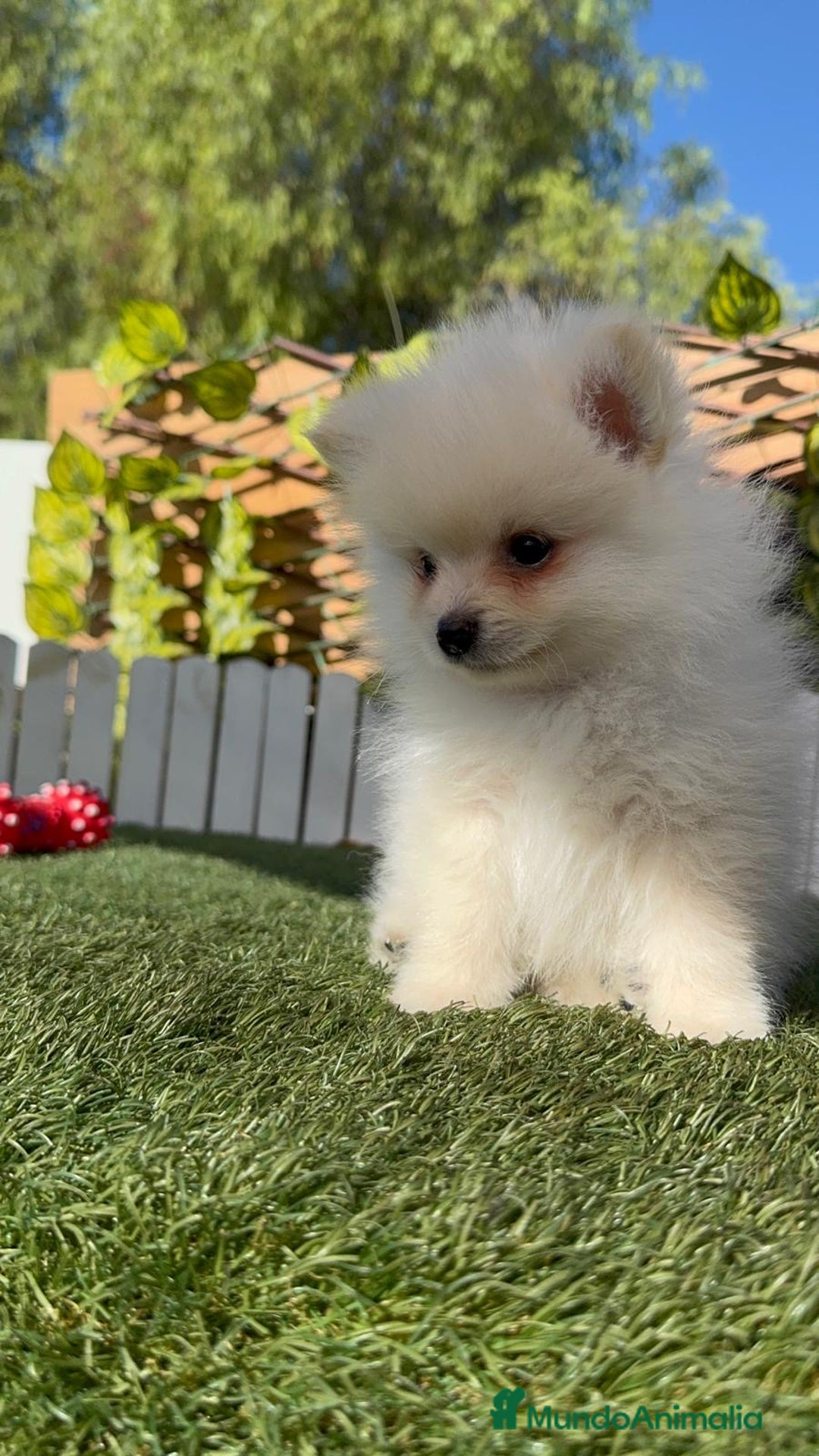 Pomerania perros en venta: POMERANIA MACHO - Imagen 7