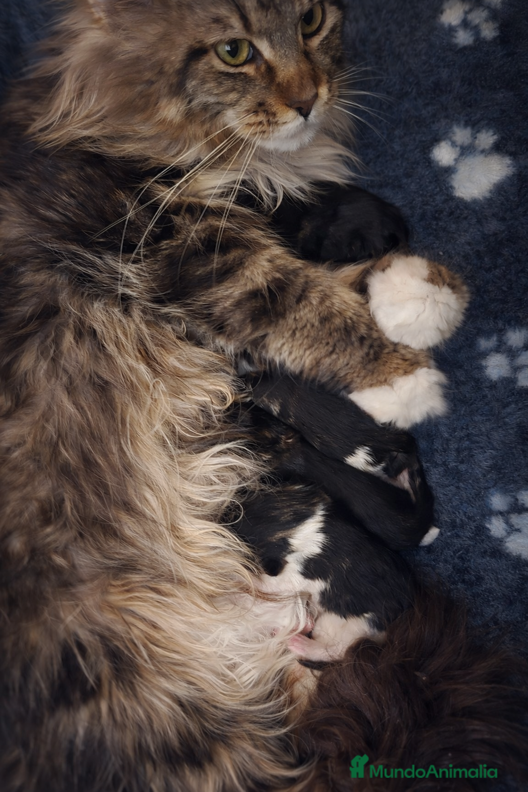 Maine Coon gatos en venta: Gatitos maine coon - Anuncio 1