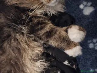 Maine Coon gatos Gatitos maine coon - Anuncio 16