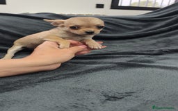Chihuahua perros en venta: Chihuahua hembra Toy  - Imagen 5