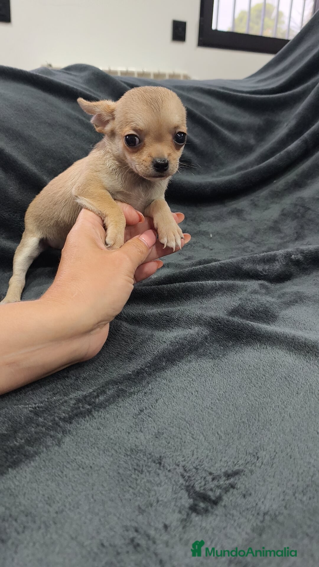 Chihuahua perros en venta: Chihuahua hembra Toy  - Imagen 5