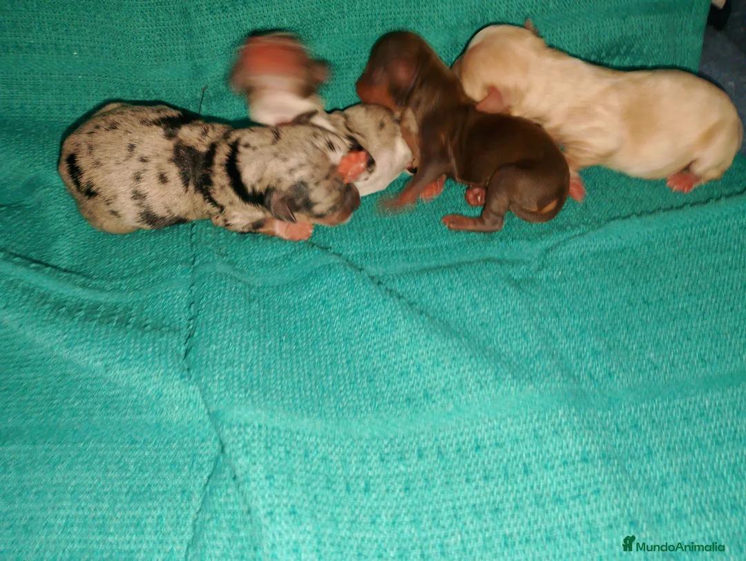 Chihuahua perros en venta: Chihuahua pelo semilargo y corto cabeza cerbato - Anuncio 4