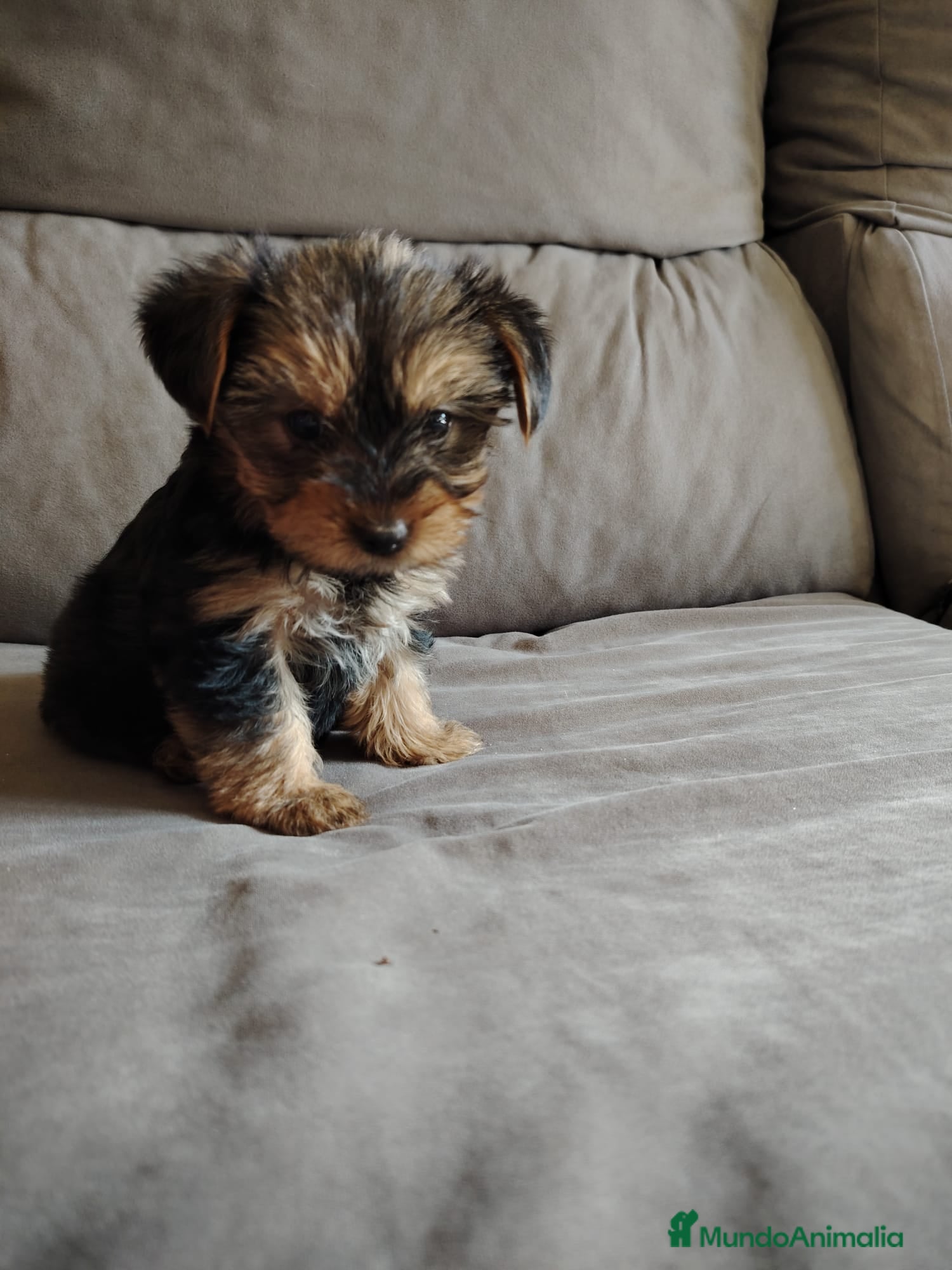 Yorkshire Terrier perros CACHORRO YORKSHIRE  - Anuncio 3