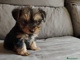 Yorkshire Terrier perros CACHORRO YORKSHIRE - Anuncio 3