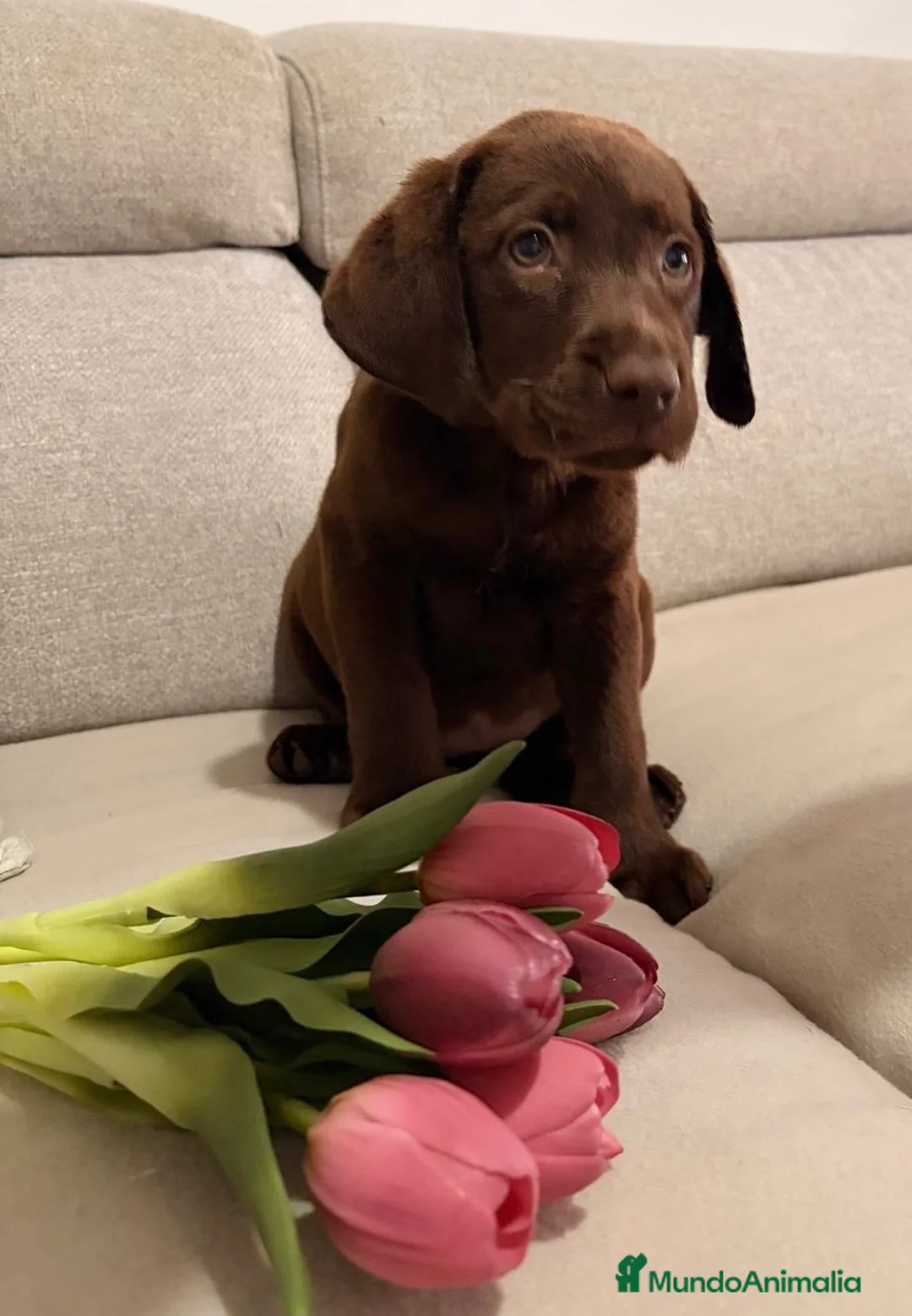 Labrador Retriever perros en venta: Cachorros de Labrador  - Anuncio 6
