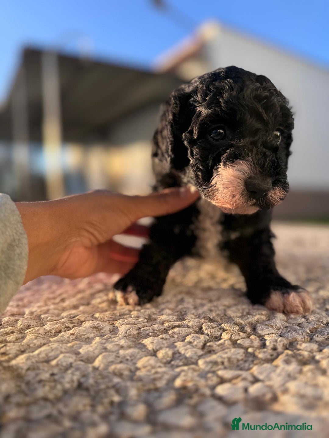 Perro de Agua Español perros en venta: PERRO DE AGUA HEMBRA RABONA - Anuncio 2