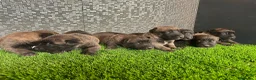 Pastor Belga Malinois perros en venta: Disponible Pastores belga Malinois  - Anuncio 3