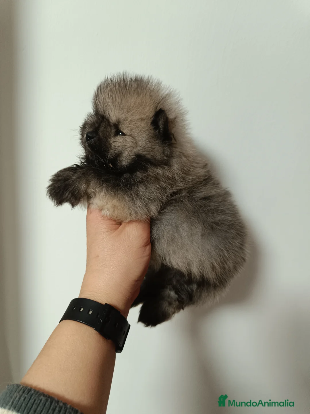 Pomerania perros en venta: Pomerania macho  - Anuncio 1