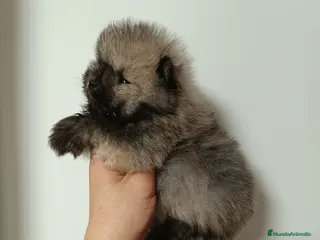 Pomerania perros Pomerania macho - Anuncio 1
