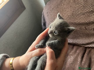 Azul Ruso gatos en Sevilla - Anuncio 17