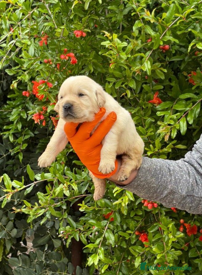 Labrador Retriever perros Labrador Retriever  - Anuncio 1