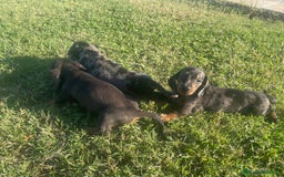 Teckel Miniatura perros en venta: teckel de calidad - Imagen 1