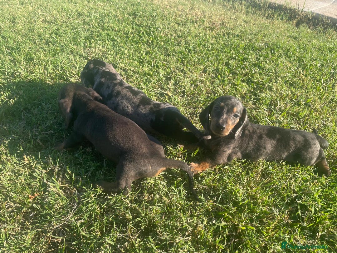 Teckel Miniatura perros en venta: teckel de calidad - Imagen 1