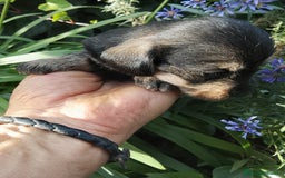 Teckel perros en venta: Teckel de pelo duro. - Imagen 5