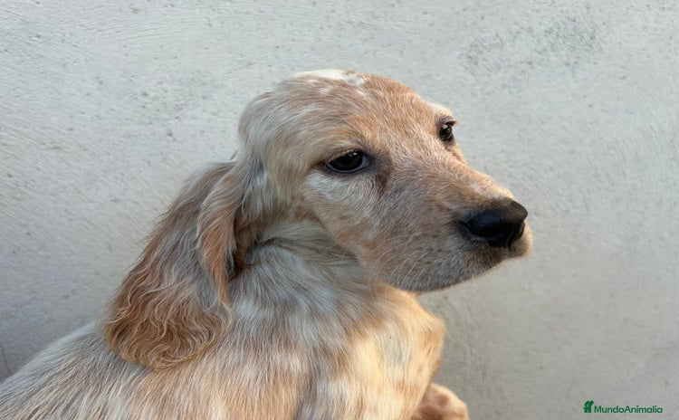 Setter Inglés perros - Anuncio 2