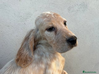 Setter Inglés perros - Anuncio 3