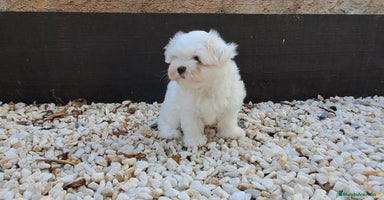 Bichón Maltés perros - Anuncio 10