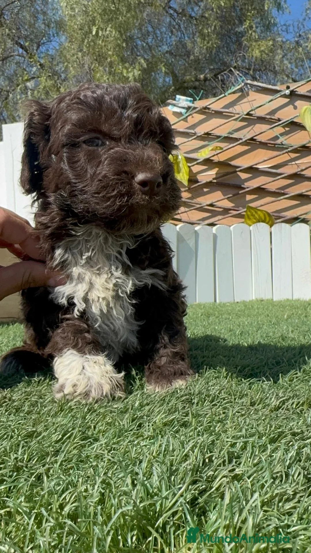 Perro de Agua Español perros en venta: PERRO DE AGUA  - Anuncio 2