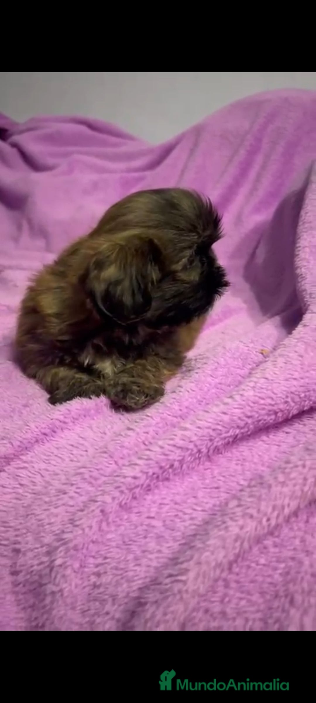 Shih Tzu perros en venta: Shitzu última hembra!! - Anuncio 4