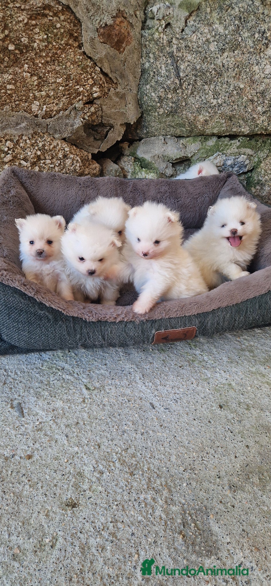 Pomerania perros POMERANIA  - Anuncio 2