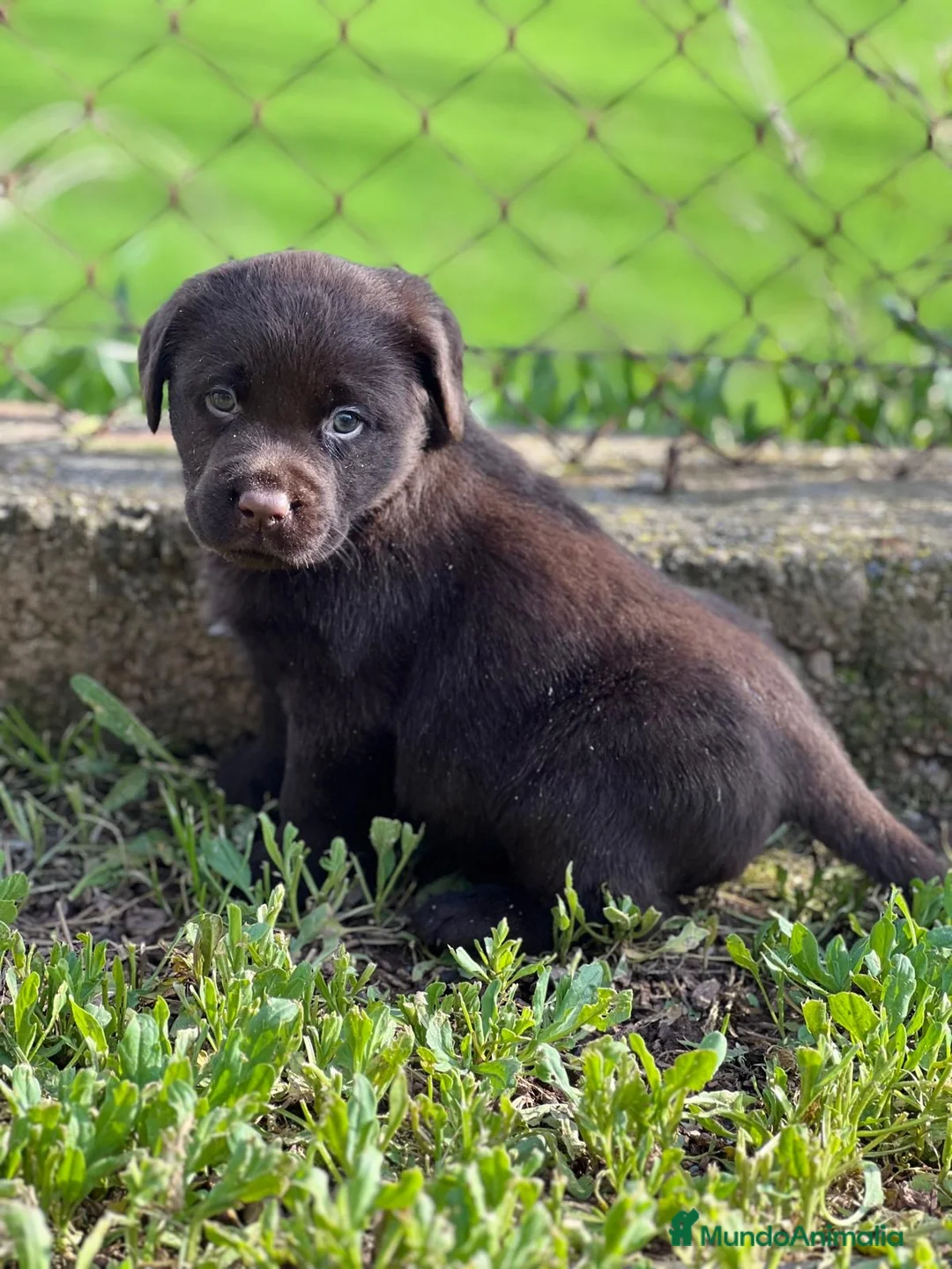 Labrador Retriever perros en venta: BEBÉS MACHO LABRADOR CHOCOLATE  - Anuncio 3
