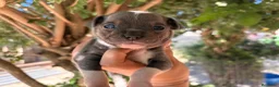 Chihuahua perros en venta: Chihuahuas blue - Anuncio 3