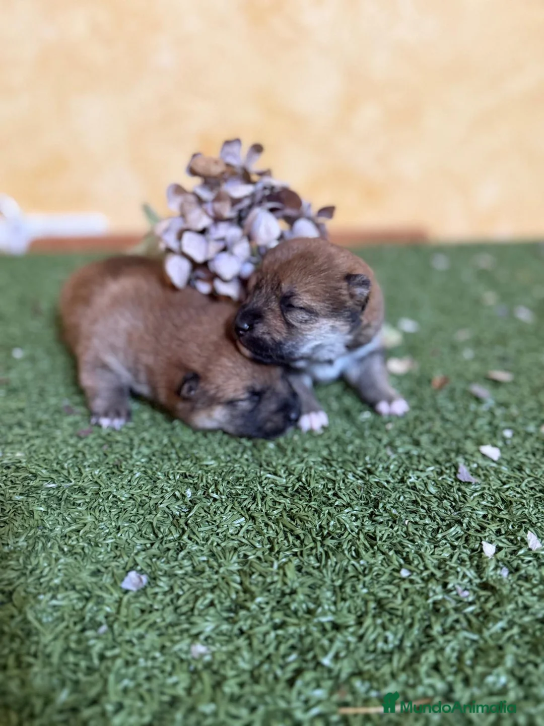 Shiba Inu perros en venta: Shiba Inu  - Anuncio 2