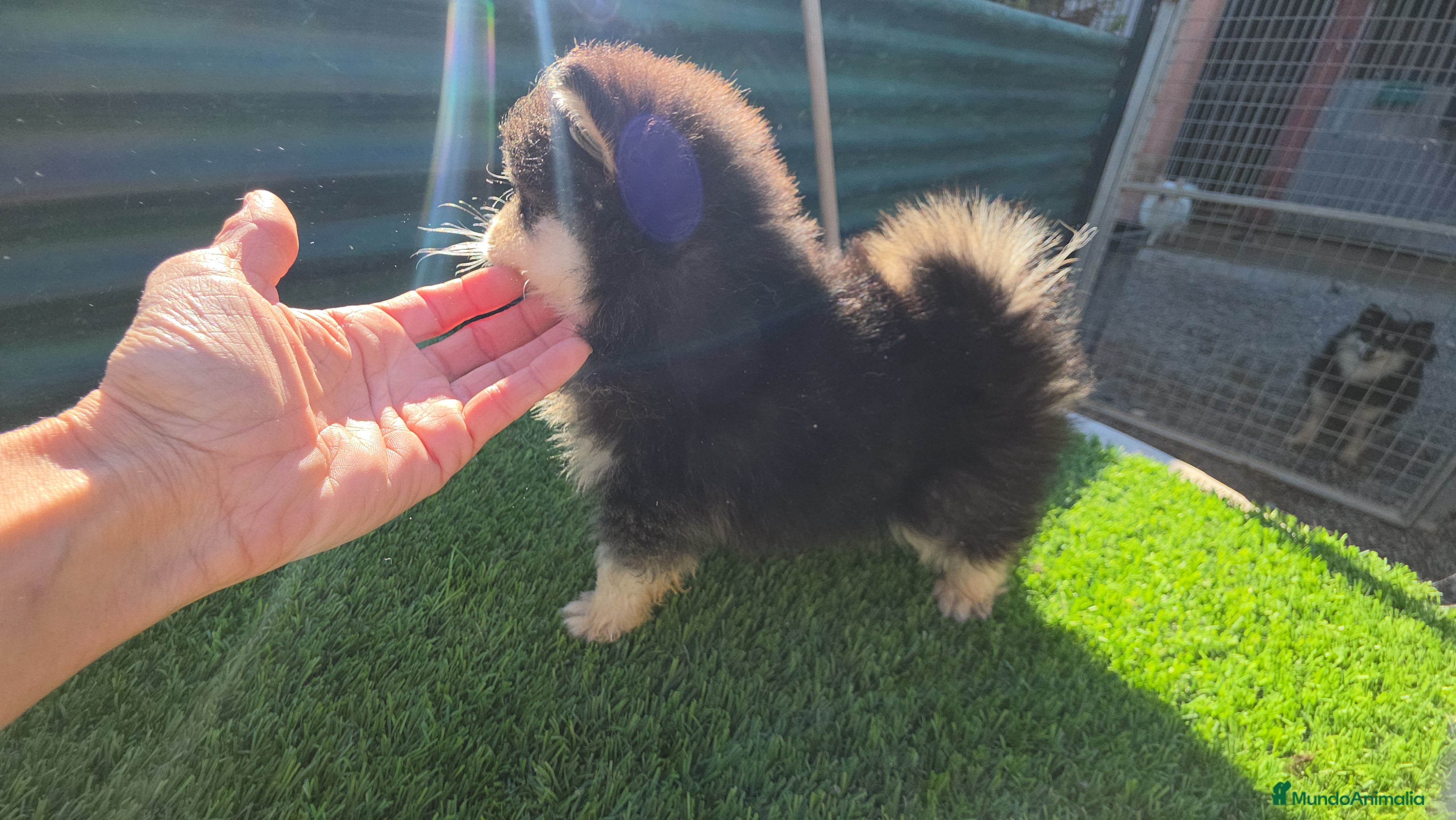 Pomsky perros Pomsky toy  - Anuncio 2