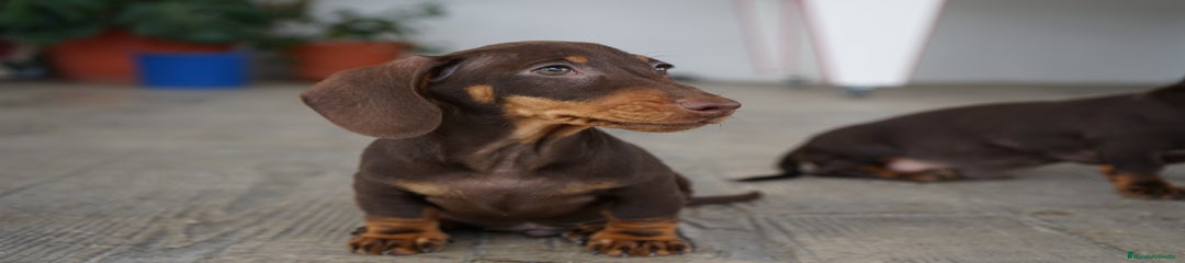 CACAO