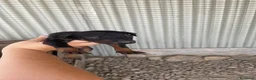 Dobermann perros en venta: Dóbermann negro fuego y chocolate🐶🐾 - Anuncio 7