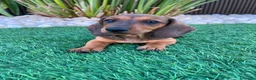 Teckel perros en venta: Impresionante Teckel macho  620 71 61 19 - Anuncio 3