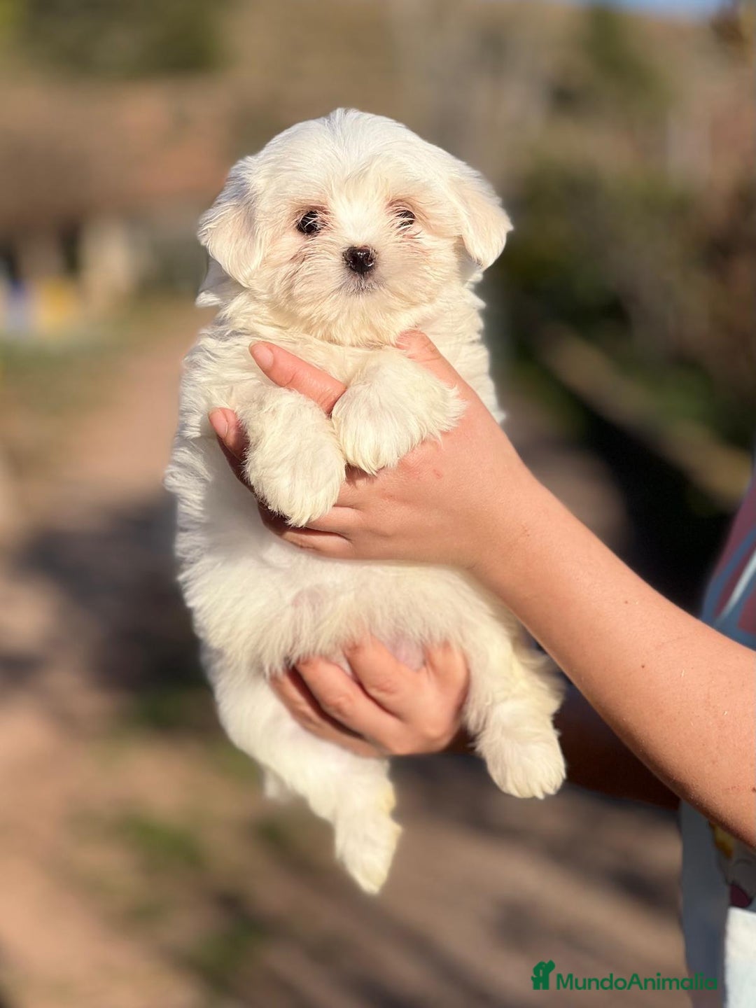 Bichón Maltés perros en venta: BICHÓN MALTES MACHO AMERICANO en Barcelona - Imagen 2
