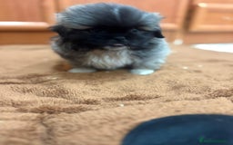 Shih Tzu perros en venta: Shih tzu macho  - Imagen 2