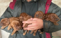 Setter Irlandés Rojo perros en venta: Setter irlandés rojo - Anuncio 1