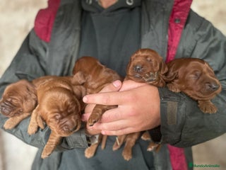 Setter Irlandés Rojo perros Setter irlandés rojo - Anuncio 1