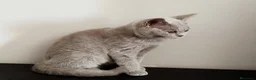 Británico de Pelo Corto gatos en venta: British Shorthair Lila - Anuncio 5